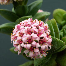 Load image into Gallery viewer, Crassula SPRING TIME
