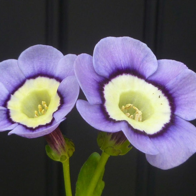 Auricula 'WALTON' (A)