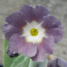 Load image into Gallery viewer, Auricula &#39;REDDOWN FIRST SWALLOW&#39; (B)
