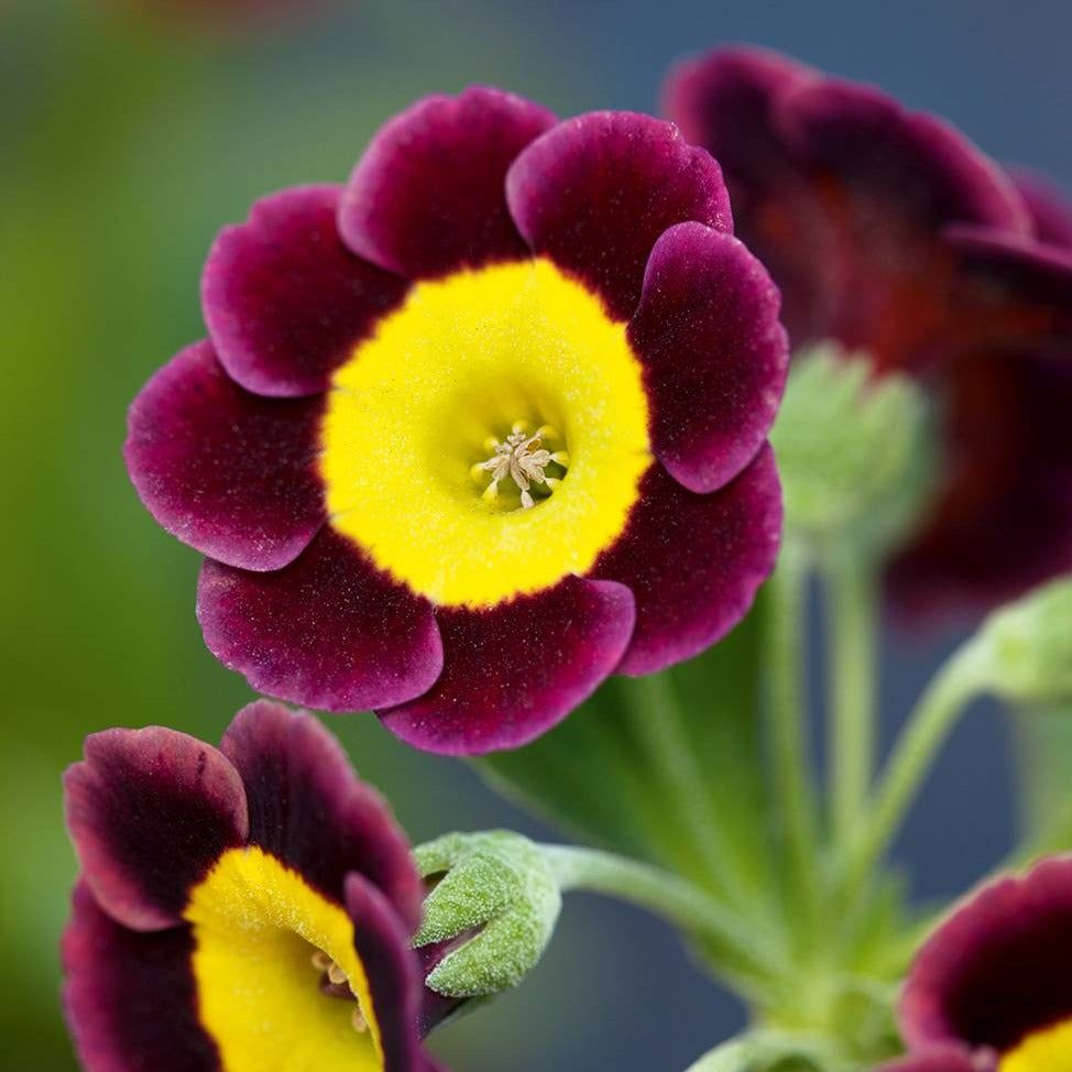 Auricula 'BRENDAS CHOICE' (A)