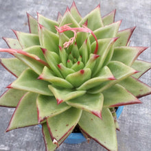 Load image into Gallery viewer, Echeveria Agavoides LIPSTICK Syn RED EDGE
