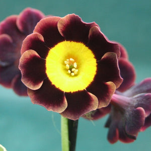 Auricula 'DUSKY MAIDEN' (A)