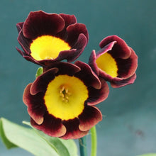 Load image into Gallery viewer, Auricula &#39;EASTERN PROMISE&#39; (A)
