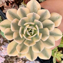 Load image into Gallery viewer, Echeveria Runyonii AKAIHOSI
