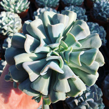 Load image into Gallery viewer, Echeveria CUBIC FROST
