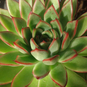 Echeveria agavoides RED TIPS