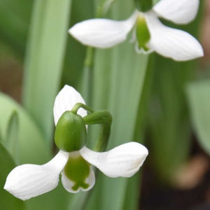 Galanthus elwesii BELUGA x3