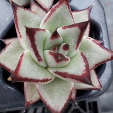 Load image into Gallery viewer, Echeveria agavoides EBONY
