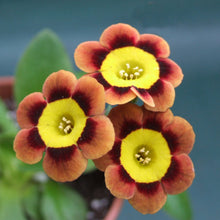 Load image into Gallery viewer, Auricula &#39;BILBO BAGGINS&#39; (A)
