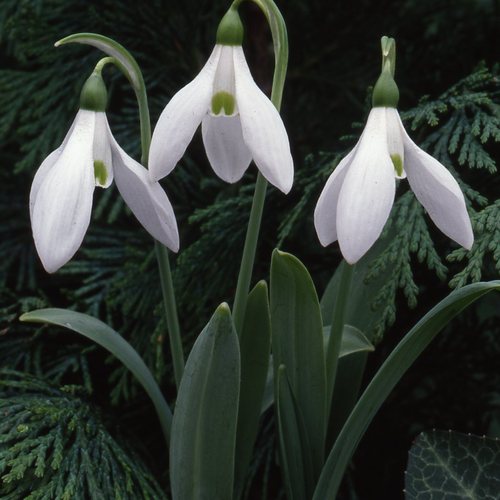 Galanthus H. PURCELL