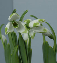 Load image into Gallery viewer, Galanthus GREEN BRUSH
