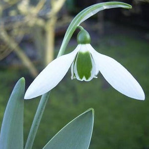 Galanthus FENSTEAD END
