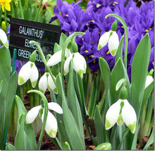 Load image into Gallery viewer, Galanthus GREEN BRUSH
