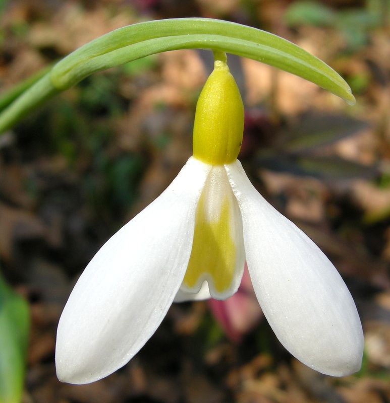 Galanthus WENDY'S GOLD