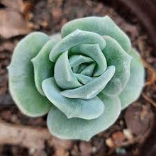 Load image into Gallery viewer, Graptoveria LOVELY ROSE
