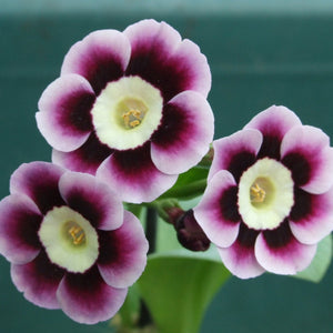 Auricula 'PIEROT' (A)
