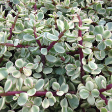 Load image into Gallery viewer, Crassula (Portulacaria) Afra VARIEGATA
