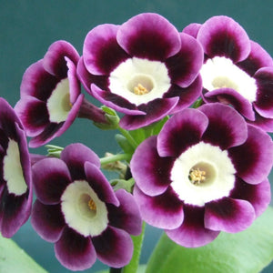Auricula 'TED GIBBS' (A)