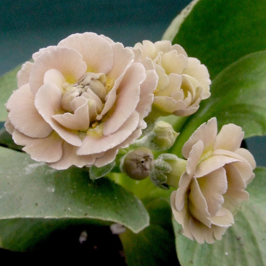 Auricula 'TROUBLE' (D)