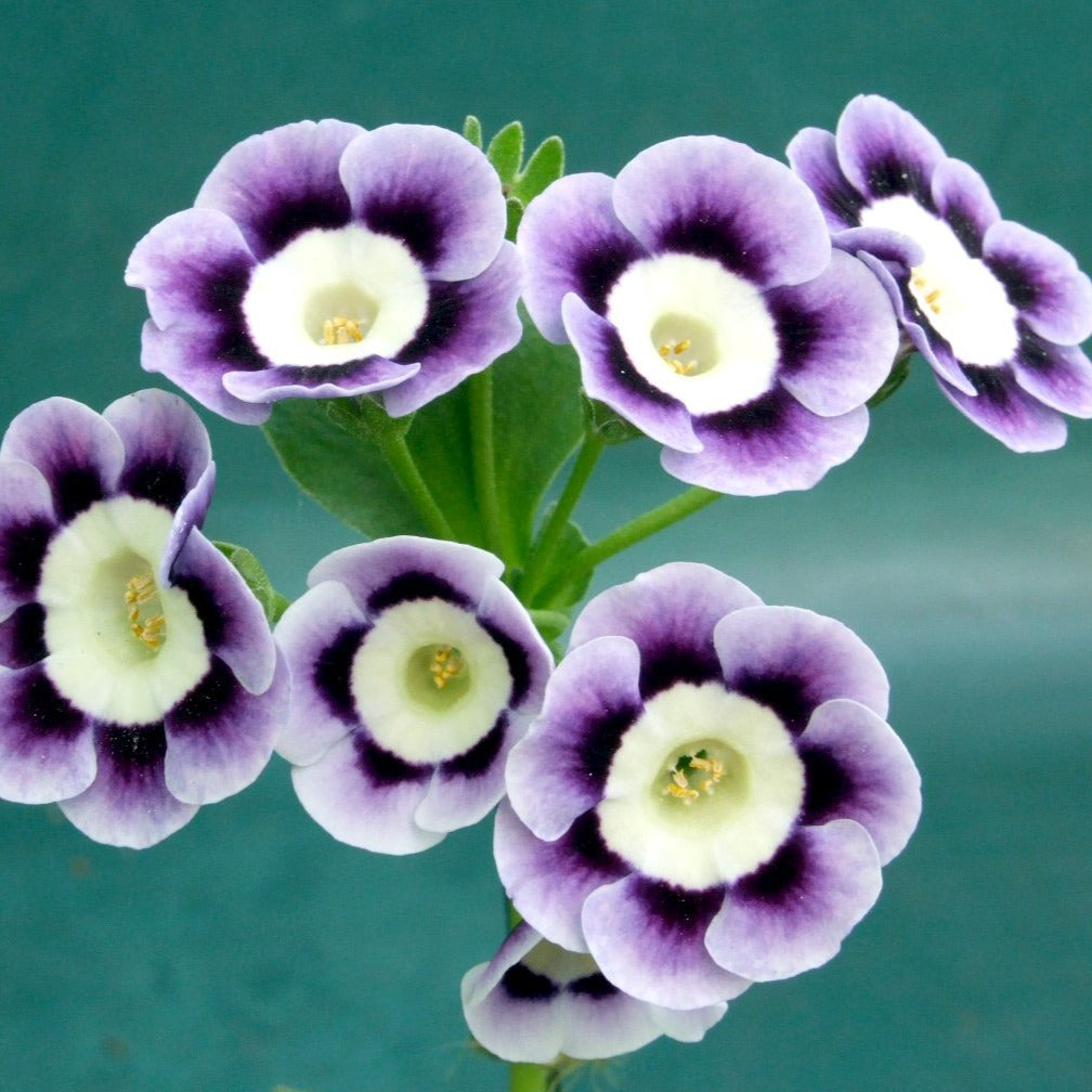 Auricula 'VICTORIA DE WEMYSS' (A)
